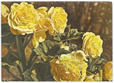 купить Открытка (открытое письмо) "Бегония клубневая" фот. Френкель 1976