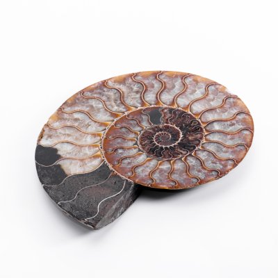 купить Аммонит Cleoniceras sp., полированный срез 18,5х15х2 см
