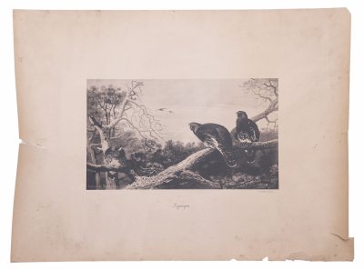 купить Фототипия "Глухари", бумага, П.Павлов, Россия, 1900-1920 гг.