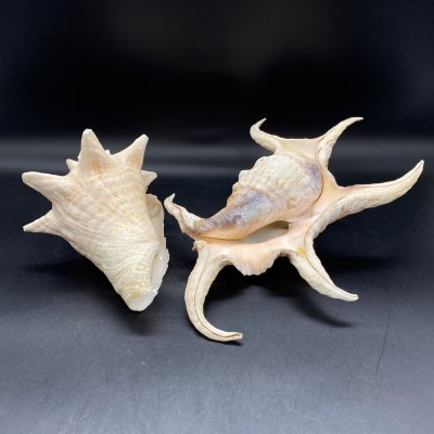 купить Набор из 2-х морских раковин оригинальной формы, кальций, Азия
