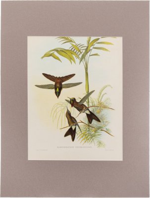 купить "Ramphomicron Heteropogon" (автор Джон Гульд), бумага, печать, паспарту, Франция, 1960 гг.