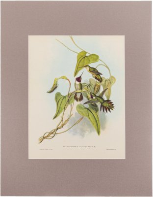 купить "Selasphorus Platycerus" (автор Джон Гульд), бумага, печать, паспарту, Франция, 1960 гг.