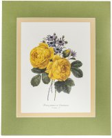 Купить Факсимиле гравюры с изображением цветов "Roses jaunes et Cineraires" в паспарту, Жан-Пьер Редуте, Франция, хромолитография, бумага, 1960-1970 гг.