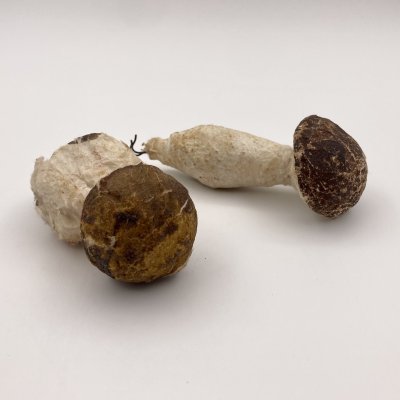 купить Пара ёлочных игрушек "Белые грибы", вата, (прессованная), краска, СССР, 1930-1950 гг.