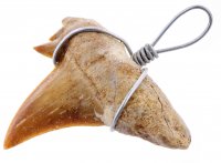 купить Кулон «Зуб акулы» (Cretalamna biauriculata), 2 см, Марокко