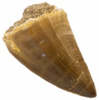 Купить Окаменелый зуб мозазавра (Mosasaurus anceps) 4х4,5 см (Марокко)