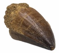 Купить Окаменелый зуб мозазавра (Mosasaurus anceps) 4х4,5 см (Марокко)