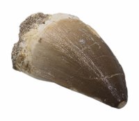 Купить Окаменелый зуб мозазавра (Mosasaurus anceps) 4х4,5 см (Марокко)