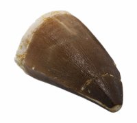 Купить Окаменелый зуб мозазавра (Mosasaurus anceps) 4х4,5 см (Марокко)