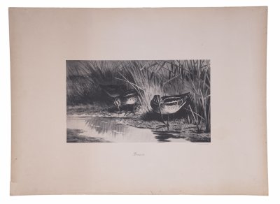 купить Фототипия "Бекасы", бумага, П.Павлов, Россия, 1900-1920 гг.
