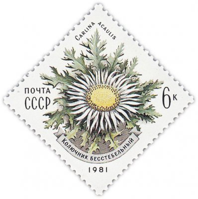 купить 6 копеек 1981 "Цветы Карпат: Бесстебельный колючник"
