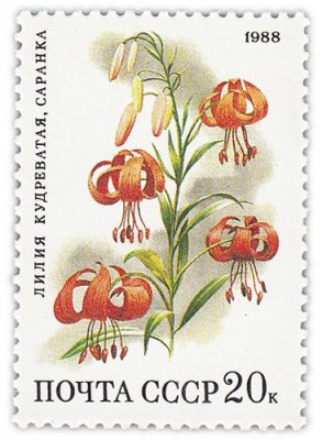 купить 20 копеек 1988 "Степные растения: Кудреватая лилия, саранка"