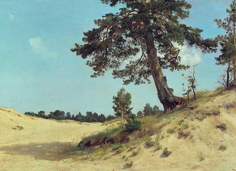 Сосна на песке. Картина 1884 г.