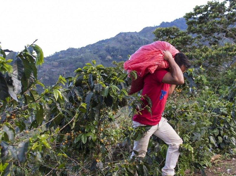 Кофейная плантация в Никарагуа