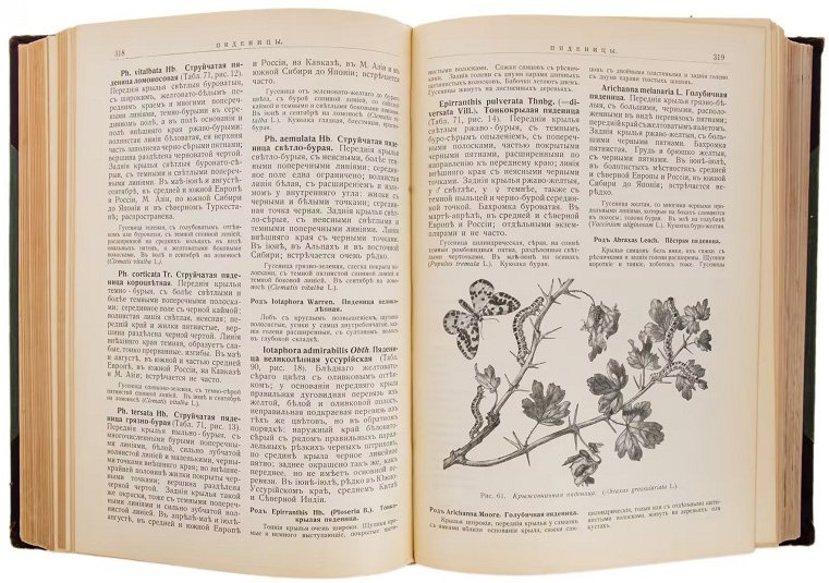 Страницы «Атласа бабочек…» 1913 г.
