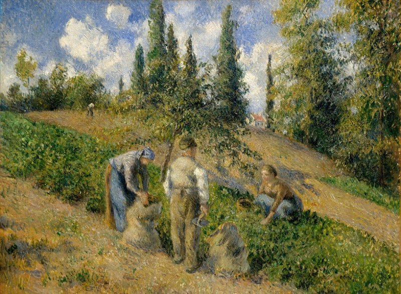 Урожай в Понтуазе. Камиль Писсарро, 1881 г.