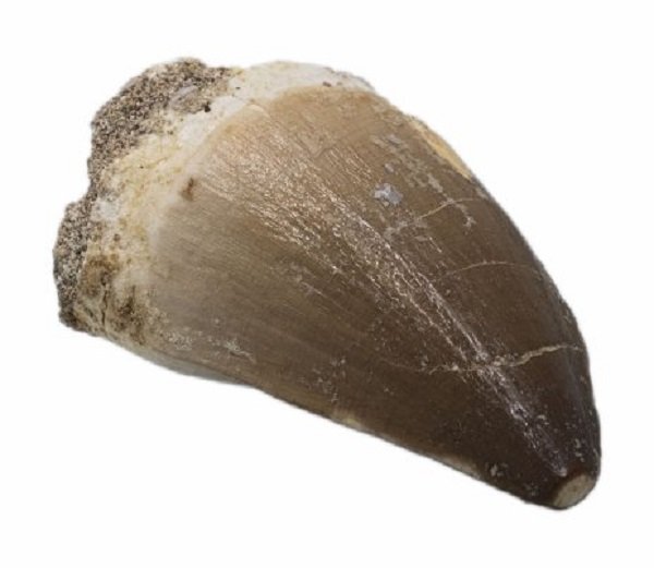 Зуб мозазавра, найденный в фосфатных месторождениях Марокко