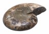 Купить Аммонит Cleoniceras sp., полированный срез 5,9х5,0 см (Мадагаскар)