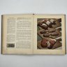 Купить Книга "О вкусной и здоровой пище" в коричневом переплете, бумага, печать, коленкор, Издательство «Пищевая промышленность» (Пищепромиздат), СССР, 1953 г.