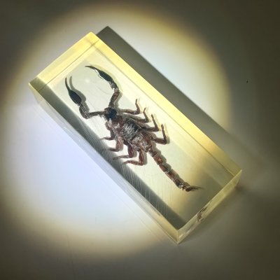 купить Экземпляр коллекционный "Скорпион", эпоксидная смола, Азия, 2010-2020 гг.
