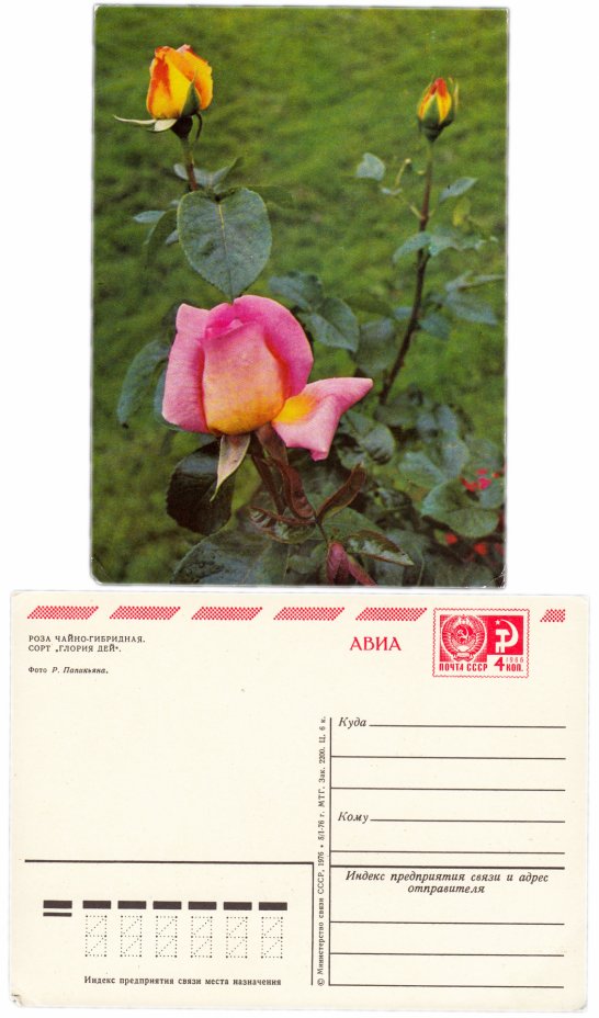купить Открытка (открытое письмо)  "Роза Чайно-Гибридная" фото Р. Папикьяна 1976