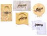 Купить Набор из 5 значков СССР  Ленин 1870 - 1970 (Разновидность случайная )