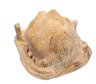Купить Раковина морская декоративная