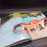 Купить Книга "Коневодство и коннозаводство России", Камбегов Б.Д., Росагропромиздат, бумага, печать, СССР, 1988 г.