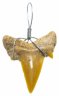 Купить Окаменелый зуб акулы Cretalamna biauriculata, кулон 1,5х2 см (Марокко)