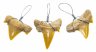 Купить Окаменелый зуб акулы Cretalamna biauriculata, кулон 1,5х2 см (Марокко)