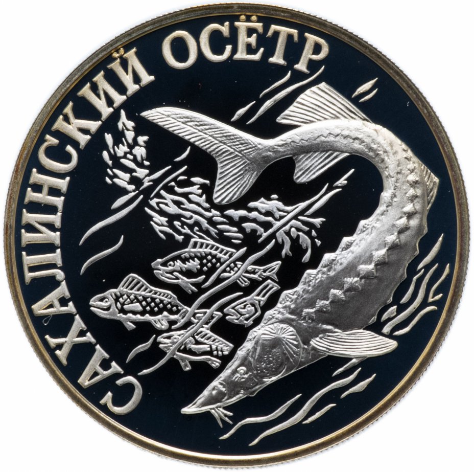 Охотское море осетр