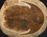 Купить Трилобит Acadoparadoxides sp. (трилобит из кембрийских отложений Марокко, горный хребет Анти-Атлас), камень (порода), Марокко, 521-497 гг.