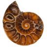 Купить Аммонит Cleoniceras sp., полированный срез, 2,8х3,5 см (Мадагаскар)
