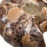 Купить Аммонит Cleoniceras sp., полированный срез, 2,8х3,5 см (Мадагаскар)