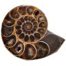 Купить Аммонит Cleoniceras sp., полированный срез, 4,8х5,5 см (Мадагаскар)