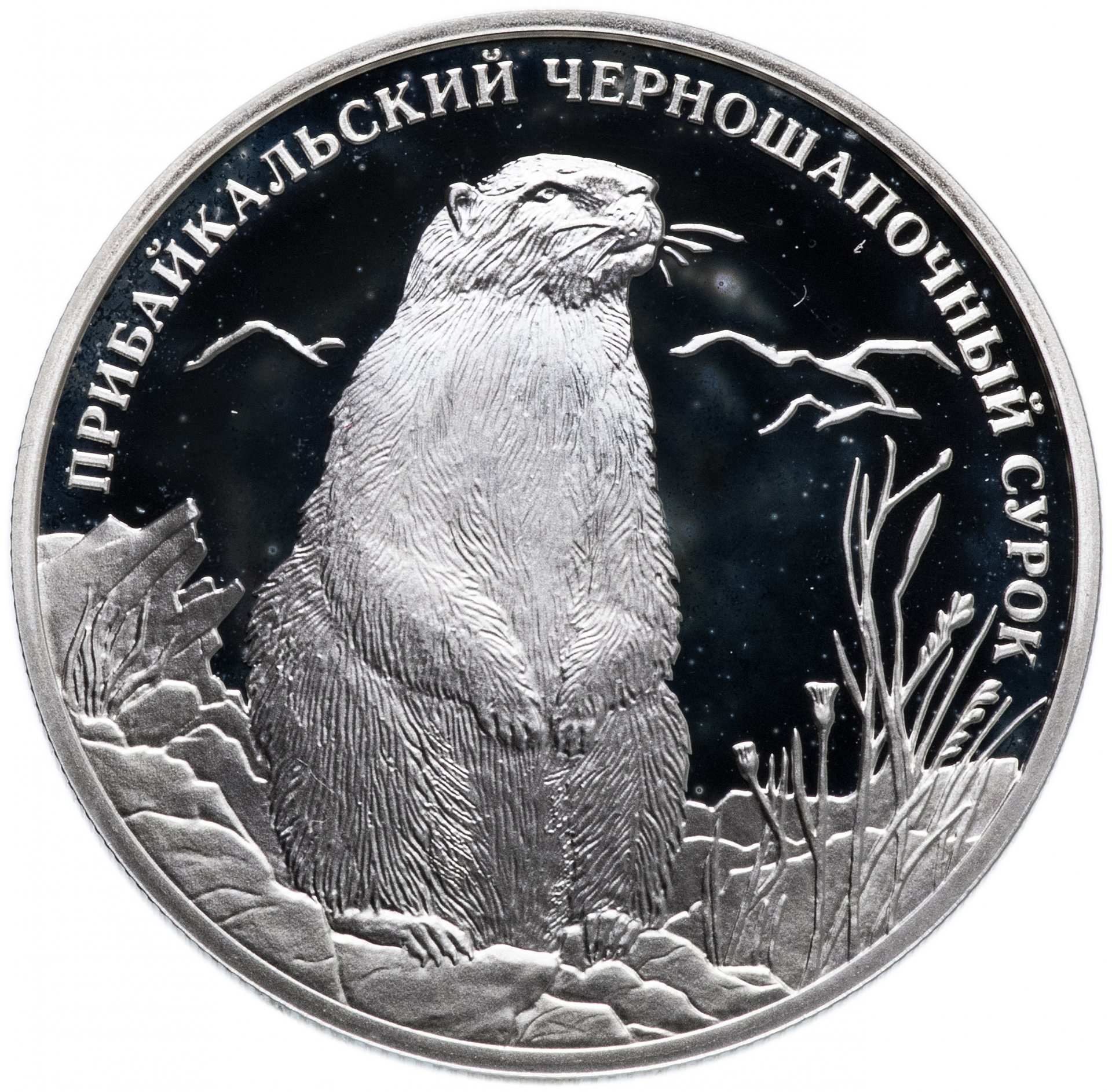 Серебряная монета какая. Прибайкальский черношапочный сурок монета. Прибайкальский черношапочный сурок монета 2 рубля 2008. 2 Рубля Прибайкальский черношапочный сурок. Серебряная монета сурок.