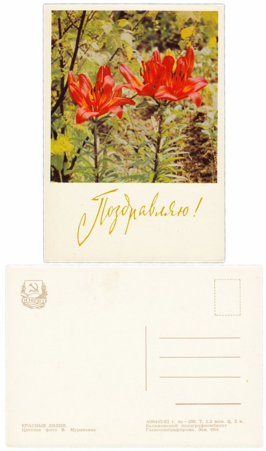купить Открытка (открытое письмо)  "Поздравляю!" фото В. Муравьева 1963