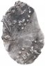 Купить Серебряная копейка 1702 г Петр I