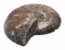 Купить Аммонит Cleoniceras sp., полированный срез 5,8х4,7 см (Мадагаскар)