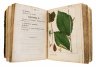 Купить "Карманная дендрология", бумага, печать, типография Х. Гинце, Российская империя, 1835 г.