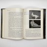 Купить Книга под ред. И. Е.  Даниловой  "Этюды о картинах", бумага, печать, Издательство «Искусство», СССР, 1986 г.