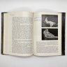 Купить Книга под ред. И. Е.  Даниловой  "Этюды о картинах", бумага, печать, Издательство «Искусство», СССР, 1986 г.